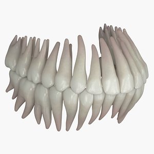 3D permanent dentition model