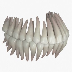 Permanent Dentition