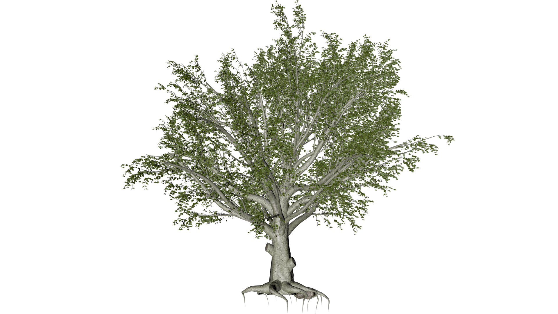American Beech Tree - 06 - 3D Model - TurboSquid 2374277
