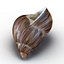 Marginata Shell