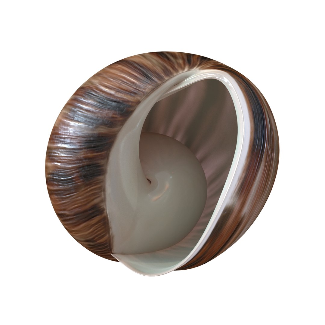 3d marginata shell model https://p.turbosquid.com/ts-thumb/SU/27rU0R/3oa5Tb0q/3dmodelofmarginatashell09/jpg/1447067244/1920x1080/fit_q87/e2ea61e32f745279167899909243041b5e055c85/3dmodelofmarginatashell09.jpg