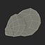 Marginata Shell
