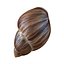 Marginata Shell
