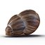 Marginata Shell