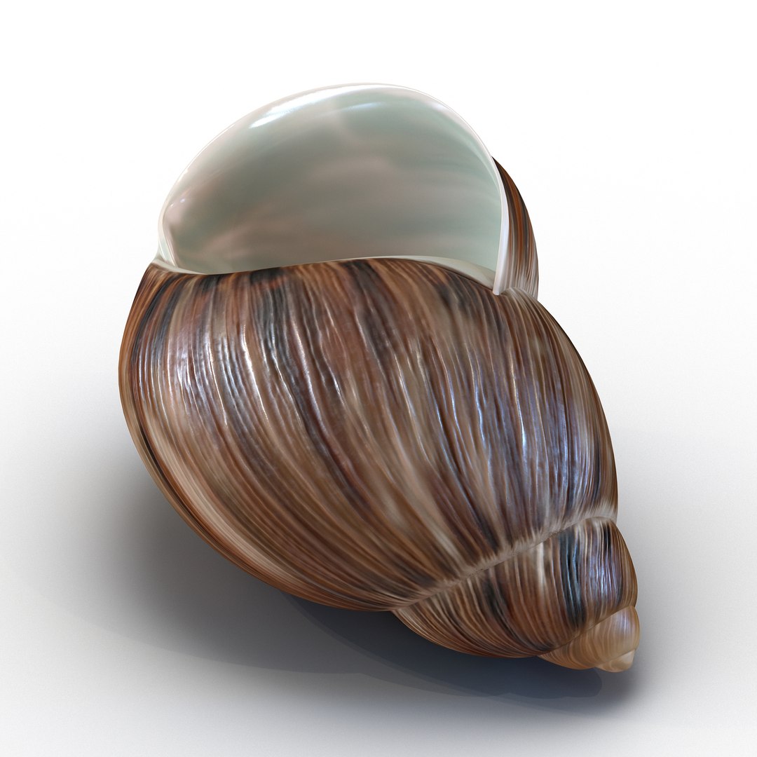 Marginata Shell 3D model preview
