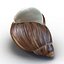 Marginata Shell
