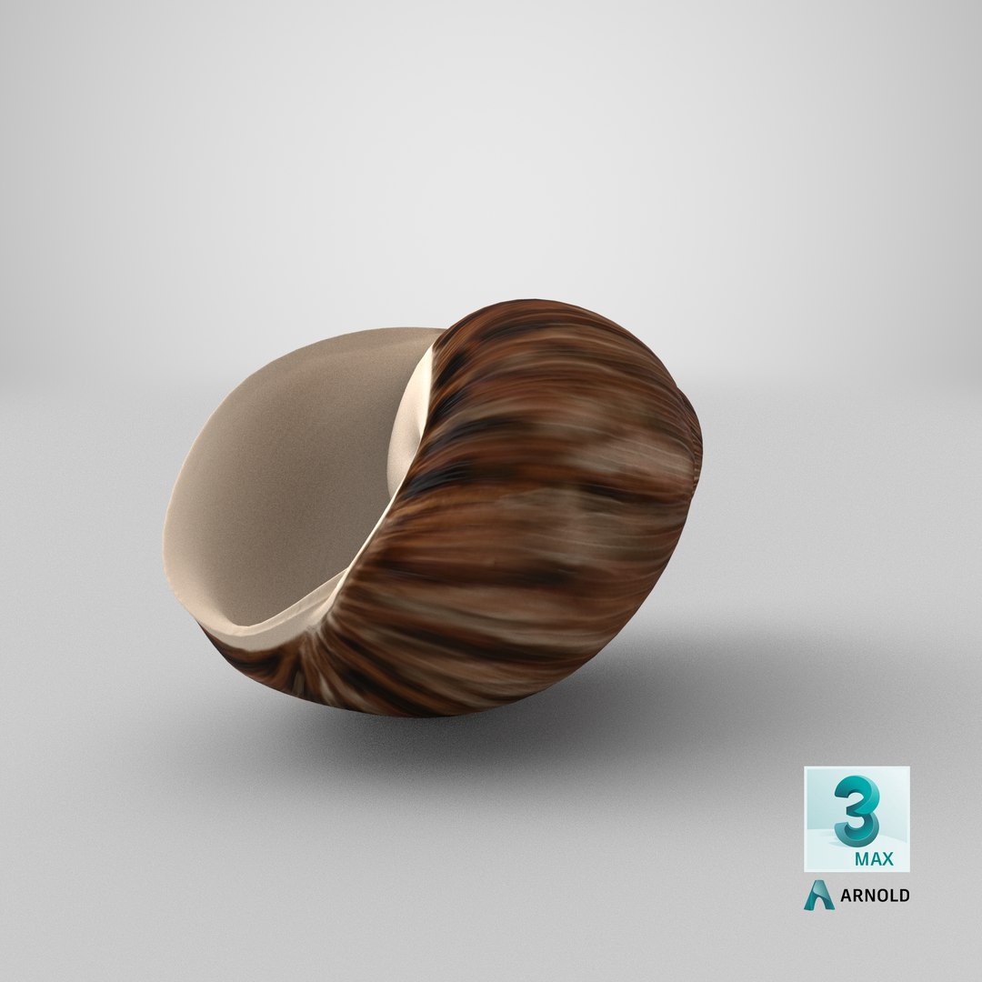 3d marginata shell model https://p.turbosquid.com/ts-thumb/SU/27rU0R/YJ/stemcell_max_arnold_render/png/1663850197/1920x1080/fit_q87/fabf742e7844f5e5e4461f468357f6634f7d114f/stemcell_max_arnold_render.jpg