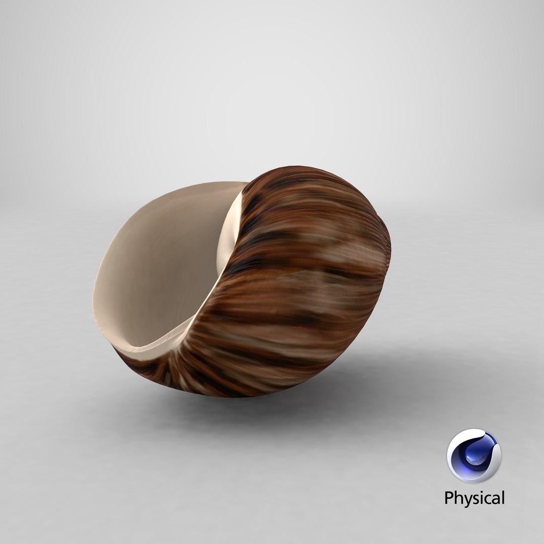 3d marginata shell model https://p.turbosquid.com/ts-thumb/SU/27rU0R/c1/stemcell_cinema_4d_physical_render/png/1663850191/1920x1080/fit_q87/14b57ca8bf1f9987e5e8cea55c1756545b1abab4/stemcell_cinema_4d_physical_render.jpg