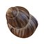 Marginata Shell