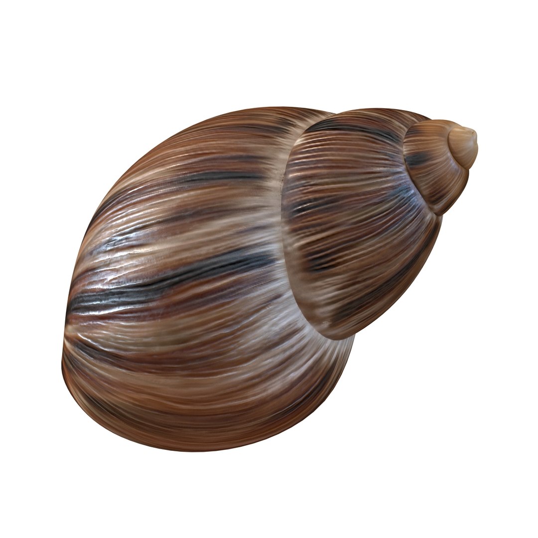 3d marginata shell model https://p.turbosquid.com/ts-thumb/SU/27rU0R/hDPXBwQD/3dmodelofmarginatashell08/jpg/1447067244/1920x1080/fit_q87/510effb606d18e68e73a7d78472a39a0eb994dc2/3dmodelofmarginatashell08.jpg