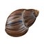 Marginata Shell