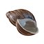 Marginata Shell