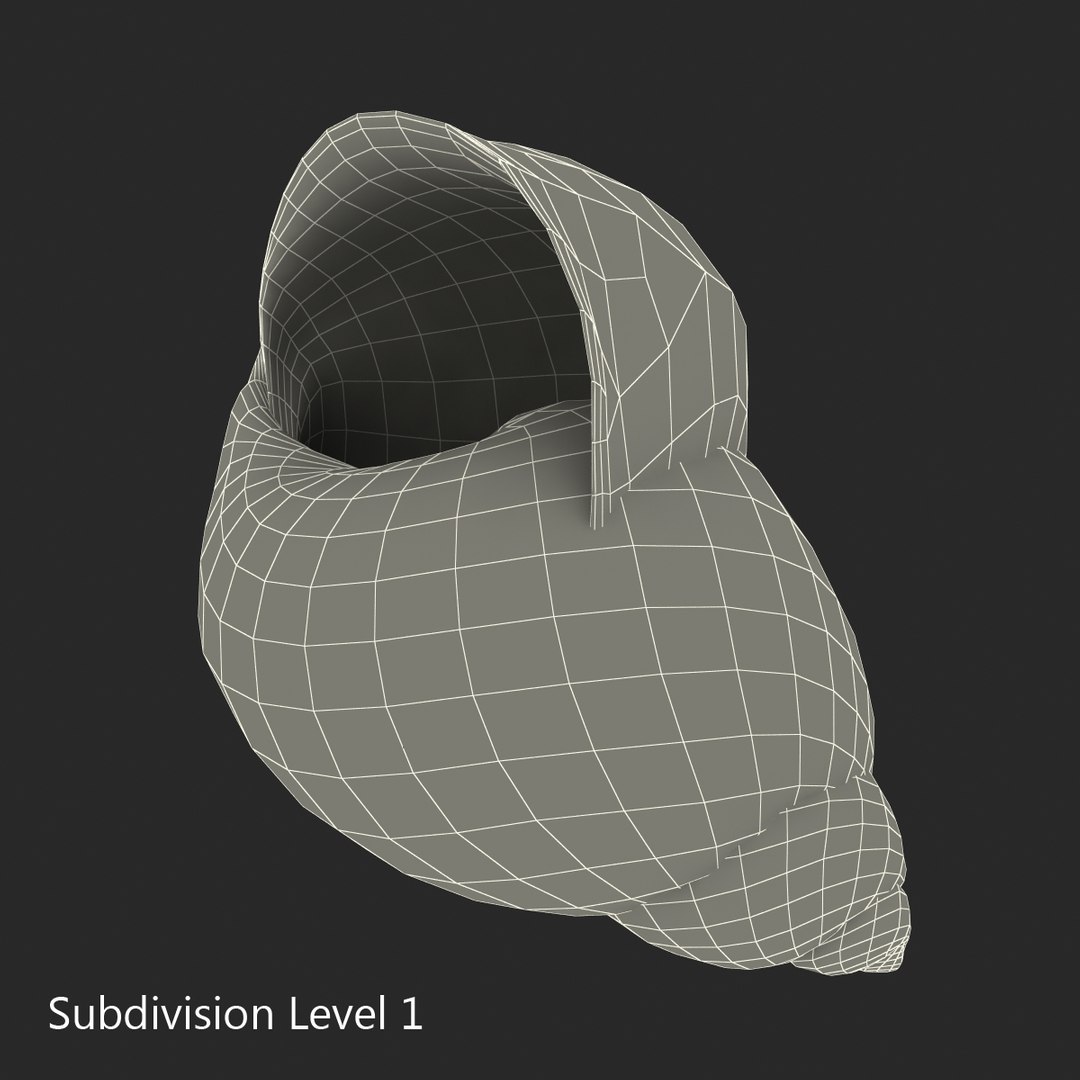 3d marginata shell model https://p.turbosquid.com/ts-thumb/SU/27rU0R/jo5y4zI7/3dmodelofmarginatashell15/jpg/1447067245/1920x1080/fit_q87/8075a874ac29a461b12abea3bc584fa2c0dbf1ef/3dmodelofmarginatashell15.jpg