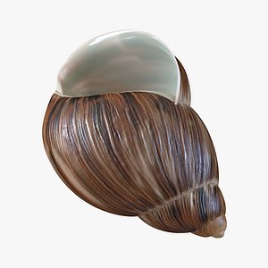 3d marginata shell model