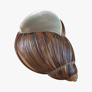 Marginata Shell
