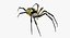 Argiope Aurantia Spider Rigged Fur 3D