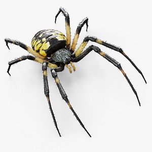 Argiope Aurantia Spider Rigged Fur 3D