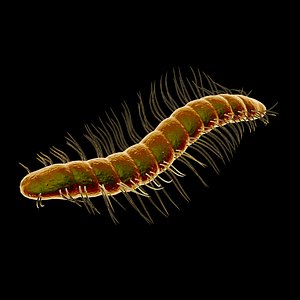 Microbe