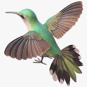 hummingbird bird wing 3D model