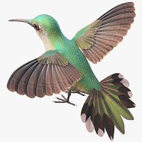 Hummingbird
