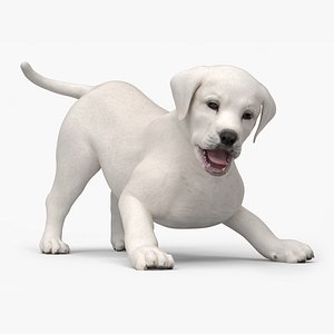 White Labrador Retriever Puppy Rigged for Cinema 4D 3D model
