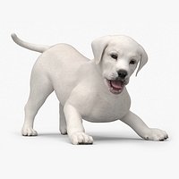 White Labrador Retriever Puppy Rigged for Cinema 4D