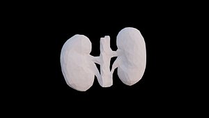 3D Origami human kidney unfolding growing animation