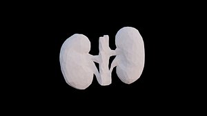 Origami human kidney unfolding growing animation