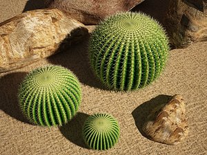 echinocactus cactus max