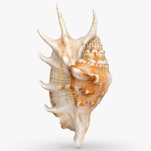 3D model Lambis truncata