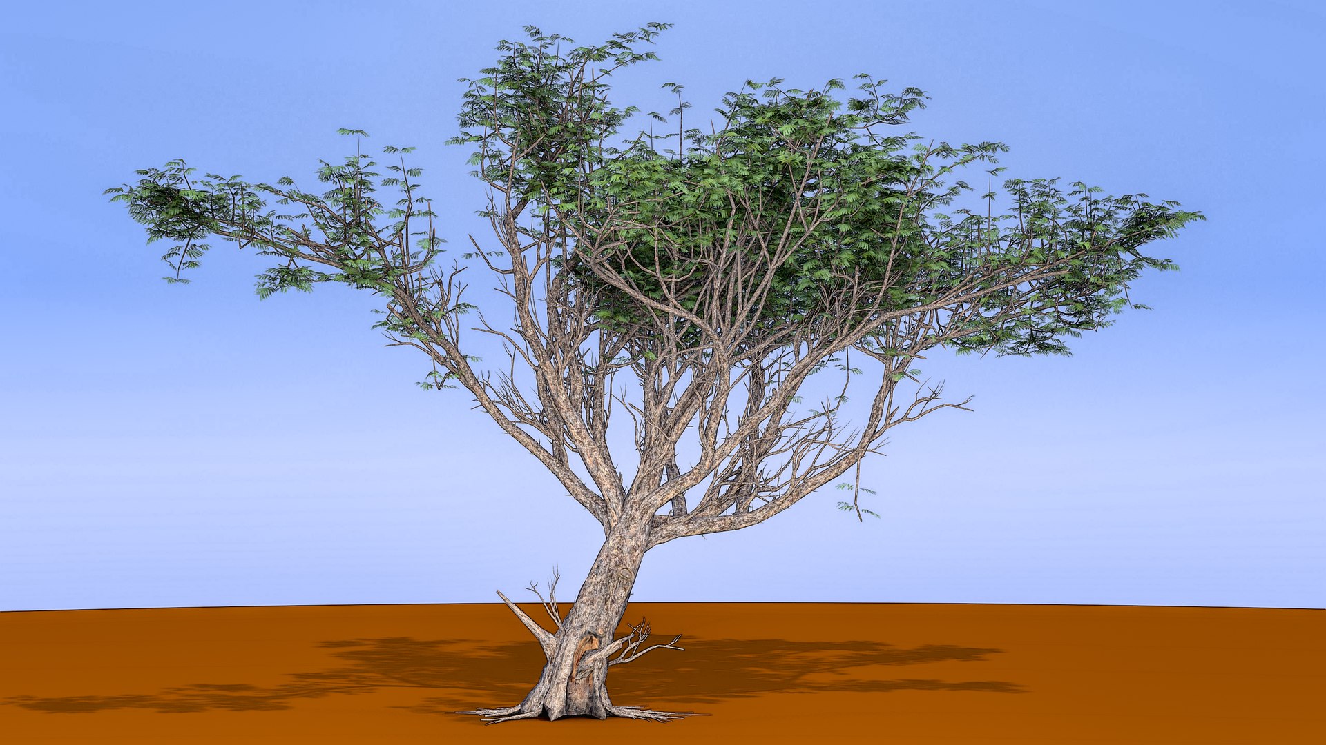 acacia tree model https://p.turbosquid.com/ts-thumb/SU/jStVaY/p9SIQo1y/acacia_02_2/jpg/1543715180/1920x1080/fit_q87/f26ed2560de3934e53dc95987f72c9ab37b9e83c/acacia_02_2.jpg