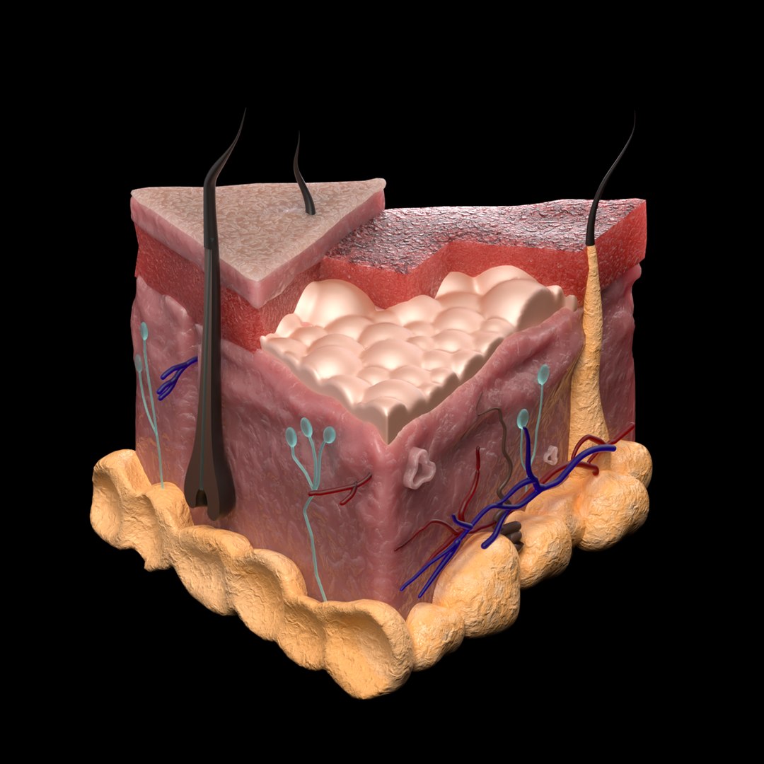 3D Skin Cell Model Model - TurboSquid 2158082