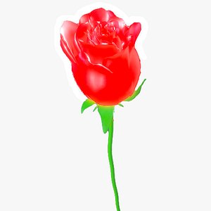 Red rose