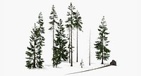 Spruce Trees low polygon
