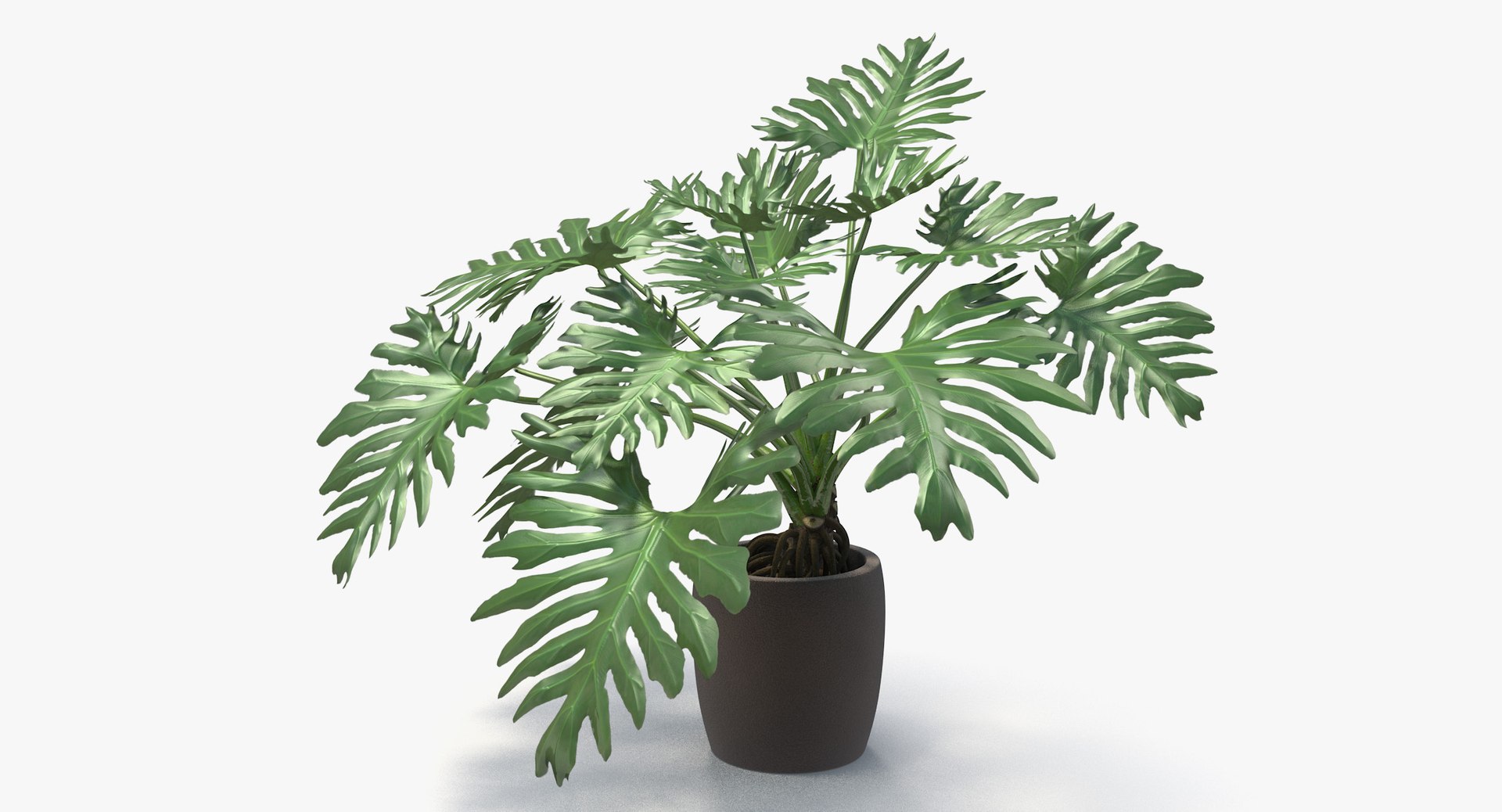 philodendron selloum pot 3D https://p.turbosquid.com/ts-thumb/SU/pQ1bZu/2OmiQXg9/philodendron_selloum_011/jpg/1504873402/1920x1080/fit_q87/f6ce41bef8c5ee85648ecfe7e7b1ece52311698b/philodendron_selloum_011.jpg