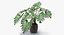Philodendron Selloum In Pot