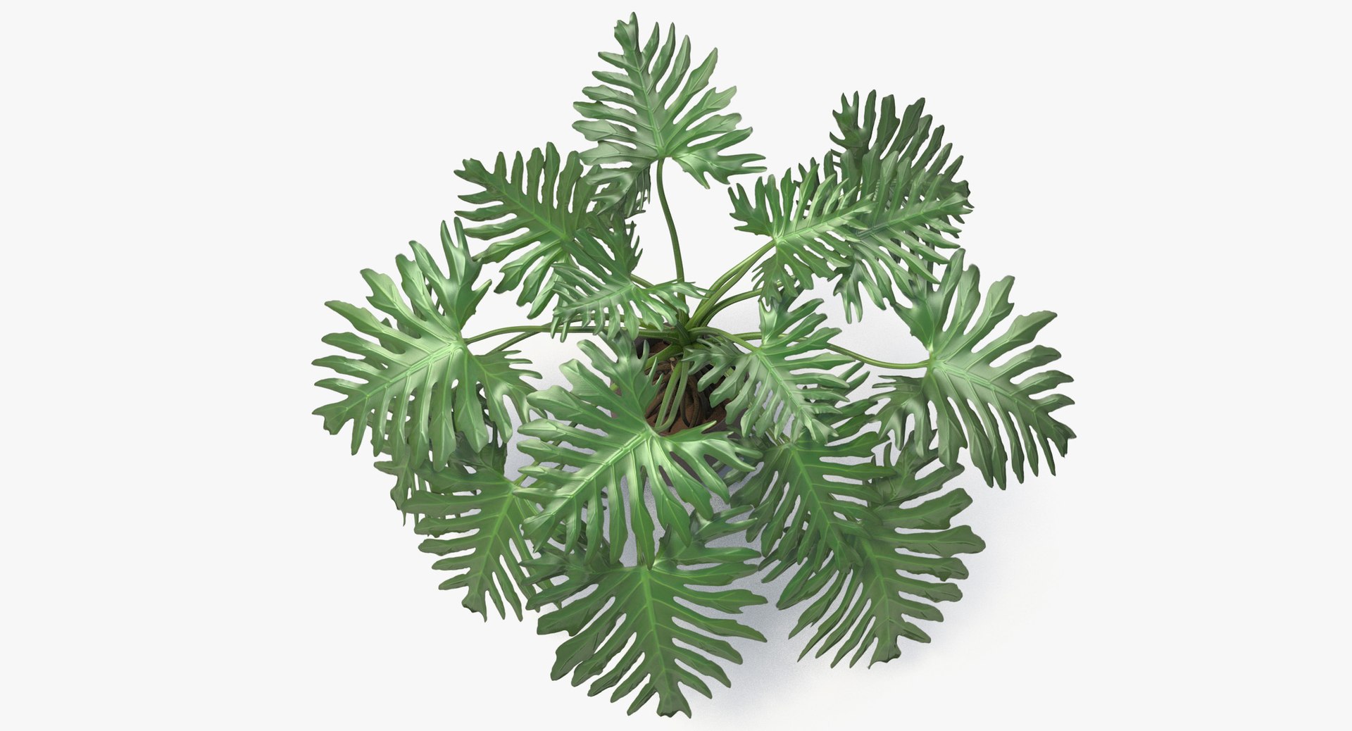 philodendron selloum pot 3D https://p.turbosquid.com/ts-thumb/SU/pQ1bZu/4ajHHv9u/philodendron_selloum_031/jpg/1504873402/1920x1080/fit_q87/bbbc7c9481a6a7478e9aac1a976a58038c45ea66/philodendron_selloum_031.jpg
