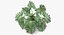 Philodendron Selloum In Pot