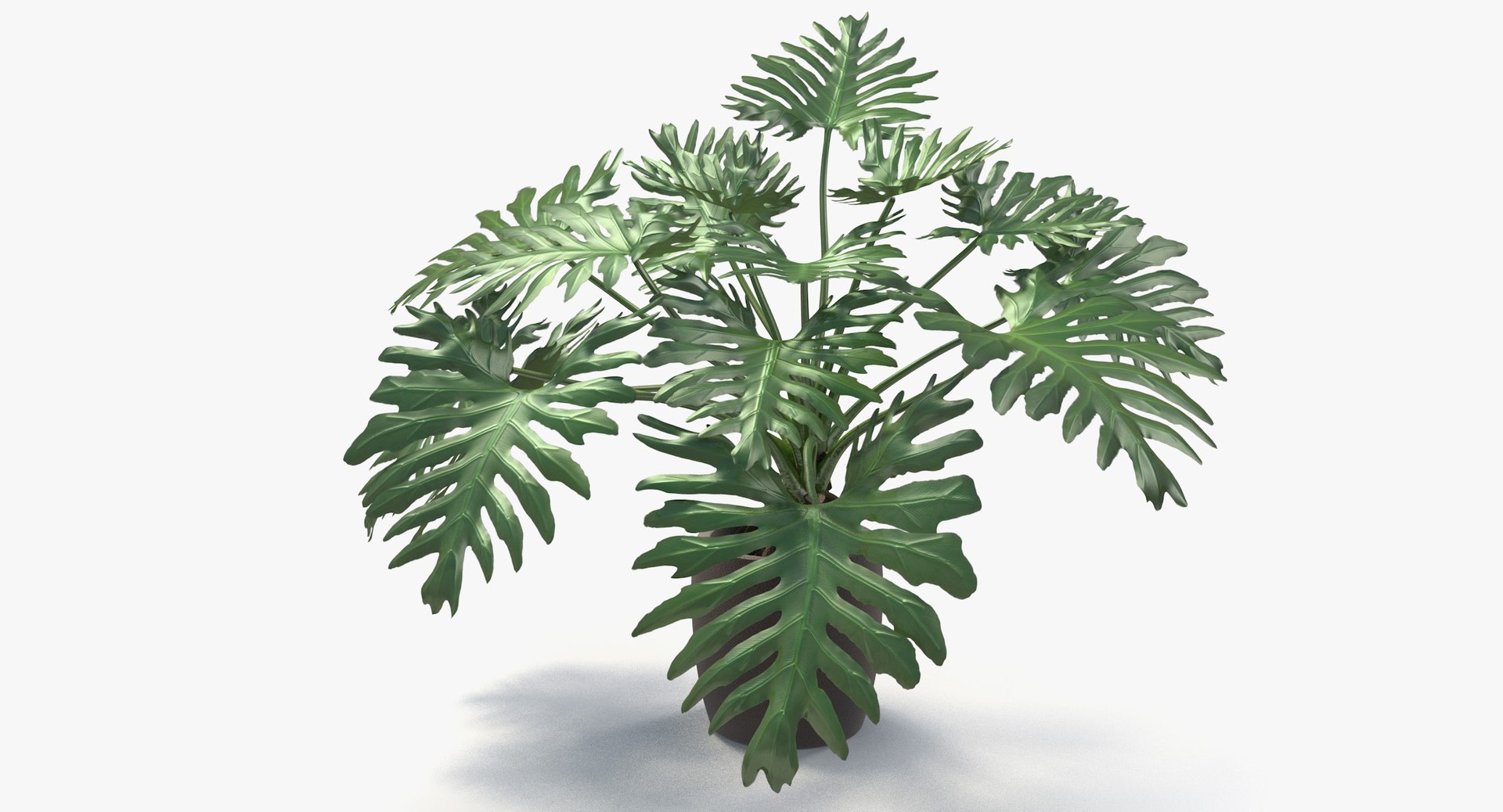 philodendron selloum pot 3D https://p.turbosquid.com/ts-thumb/SU/pQ1bZu/9Lnws252/philodendron_selloum_025/jpg/1504873402/1920x1080/fit_q87/a92af208b4d599b91a7cc9e14d90e37a95b08efe/philodendron_selloum_025.jpg