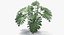 Philodendron Selloum In Pot