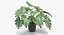 Philodendron Selloum In Pot
