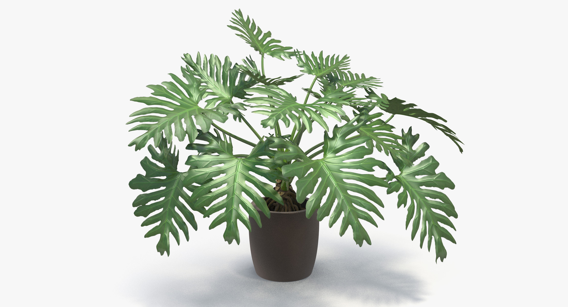 philodendron selloum pot 3D https://p.turbosquid.com/ts-thumb/SU/pQ1bZu/DoKeVaMz/philodendron_selloum_tt1/jpg/1504873850/1920x1080/turn_fit_q99/fe26d281a2e7e55f3df1667fee6e1dfb627ae9fa/philodendron_selloum_tt1-1.jpg