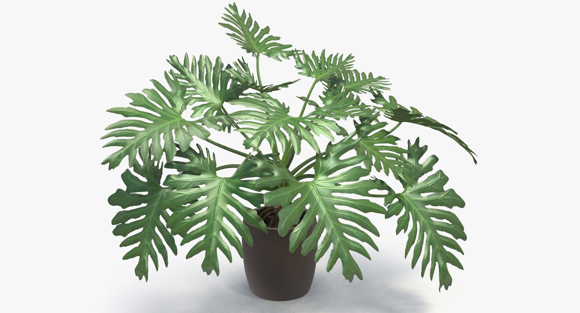 philodendron selloum pot 3D https://p.turbosquid.com/ts-thumb/SU/pQ1bZu/FvRzgKqr/philodendron_selloum_005/jpg/1504873402/1920x1080/fit_q87/9c1a11e76d18ff32ab1287457825bc1962622b7c/philodendron_selloum_005.jpg