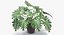 Philodendron Selloum In Pot