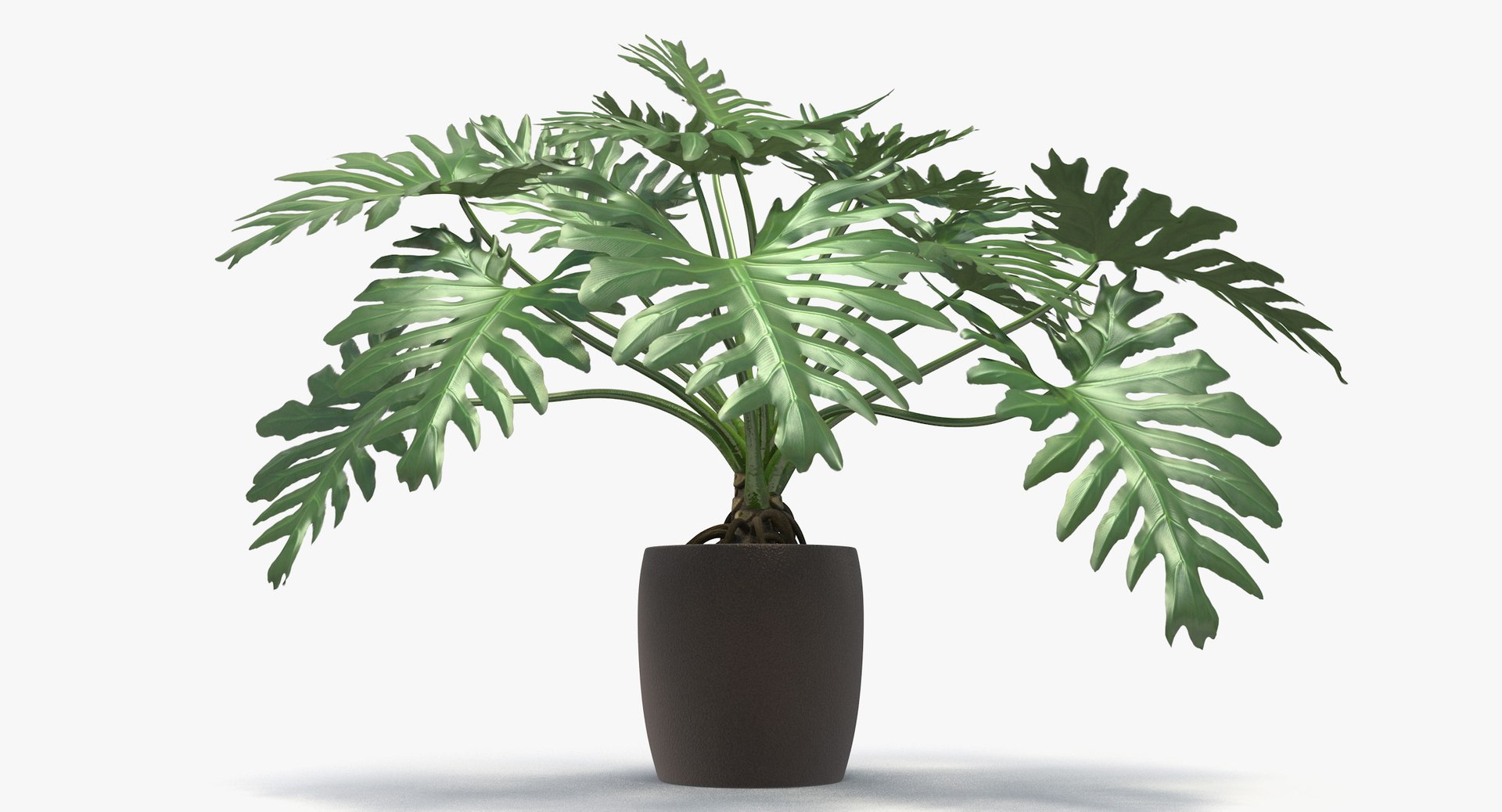 philodendron selloum pot 3D https://p.turbosquid.com/ts-thumb/SU/pQ1bZu/LWtzuGlC/philodendron_selloum_051/jpg/1504873402/1920x1080/fit_q87/f5dba0fa8b68e122c40814ac632290cce1ca0be8/philodendron_selloum_051.jpg