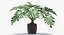 Philodendron Selloum In Pot