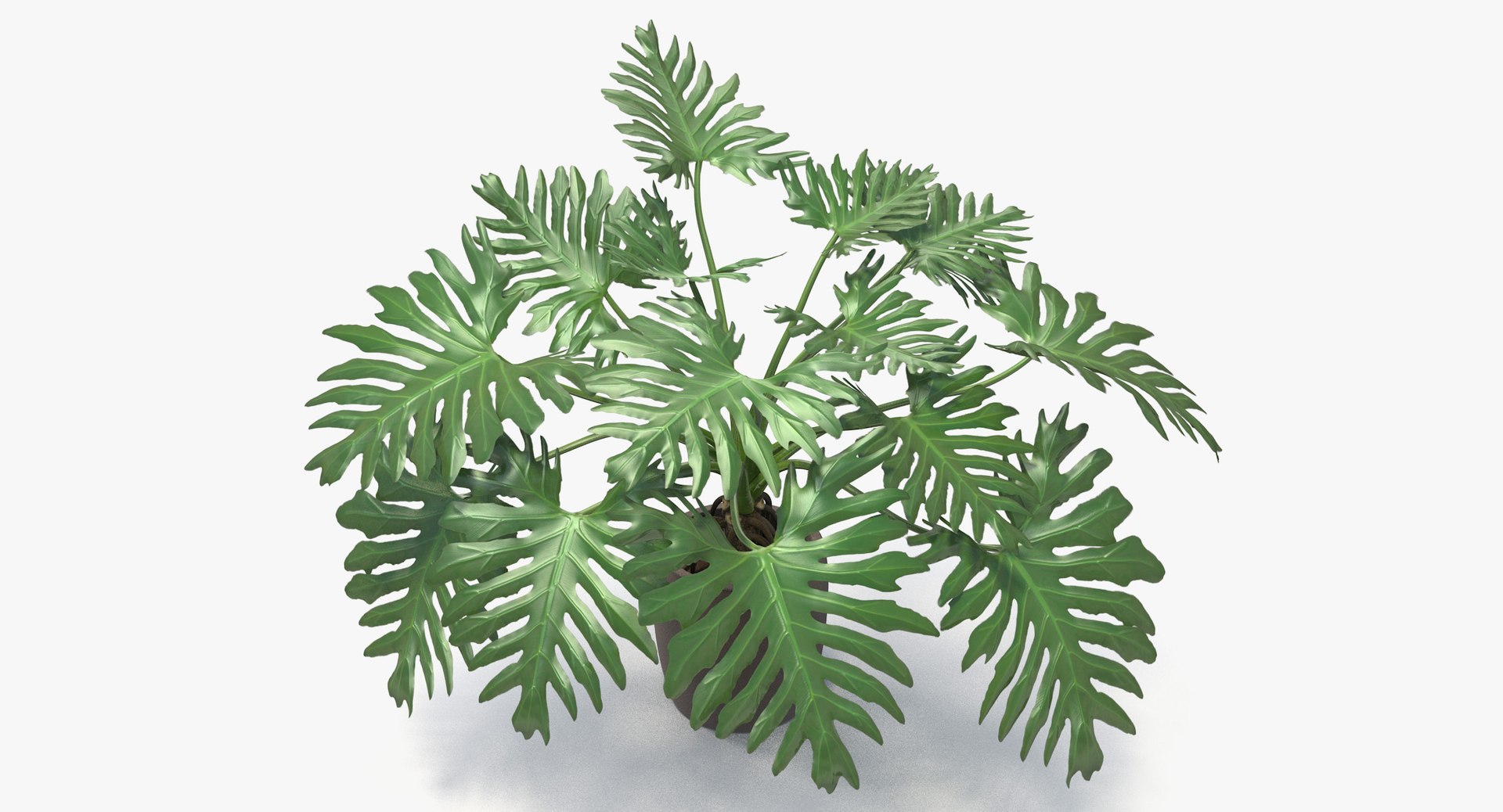philodendron selloum pot 3D https://p.turbosquid.com/ts-thumb/SU/pQ1bZu/OA6yZwre/philodendron_selloum_021/jpg/1504873402/1920x1080/fit_q87/c6636fffd6566695d3a264911178a60c35c55fb4/philodendron_selloum_021.jpg