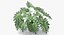 Philodendron Selloum In Pot