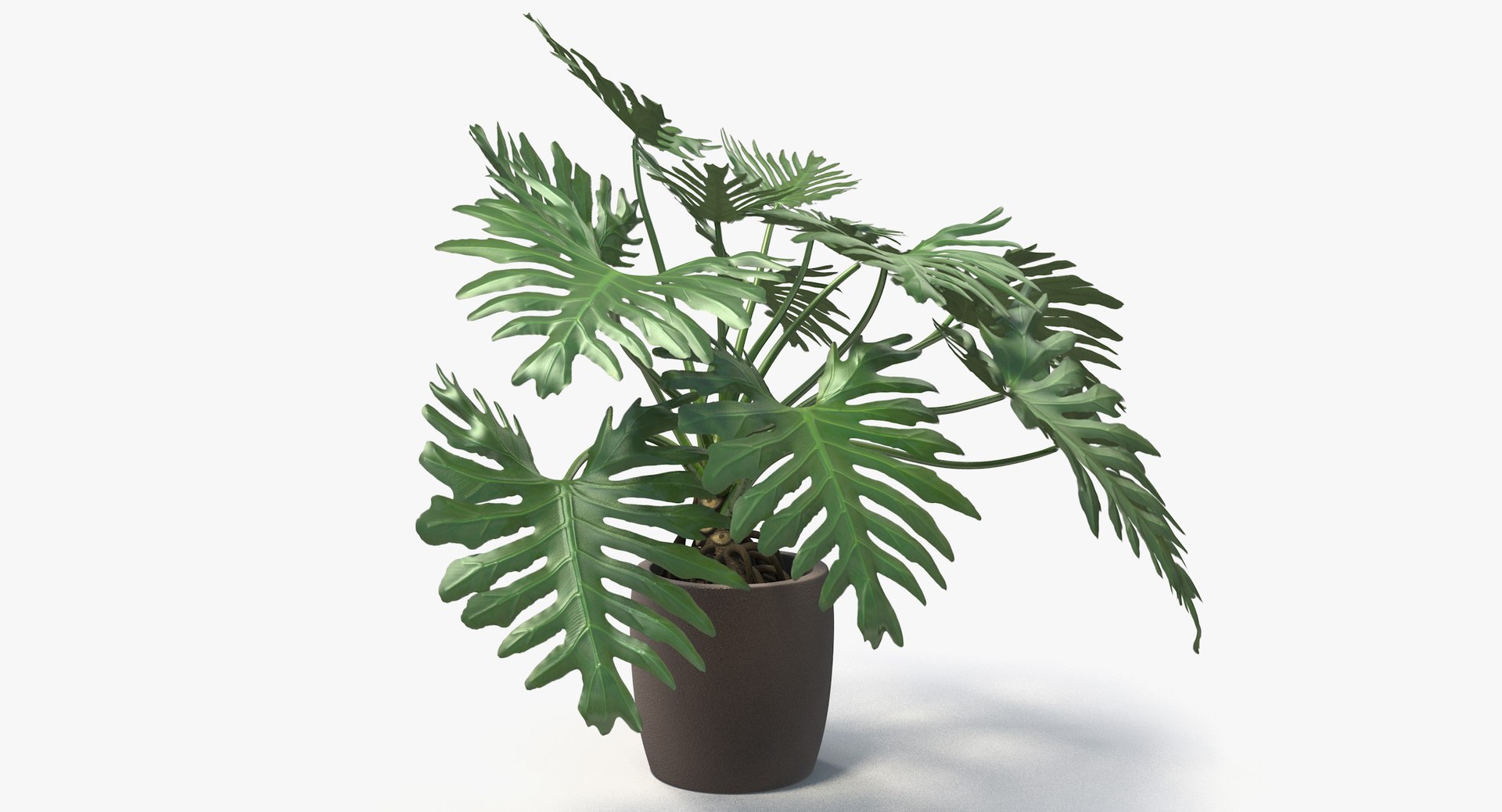 philodendron selloum pot 3D https://p.turbosquid.com/ts-thumb/SU/pQ1bZu/YBTH3AkQ/philodendron_selloum_015/jpg/1504873402/1920x1080/fit_q87/1ee067dd9f5f84091aa8a32f913e78e09d101385/philodendron_selloum_015.jpg