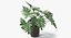 Philodendron Selloum In Pot